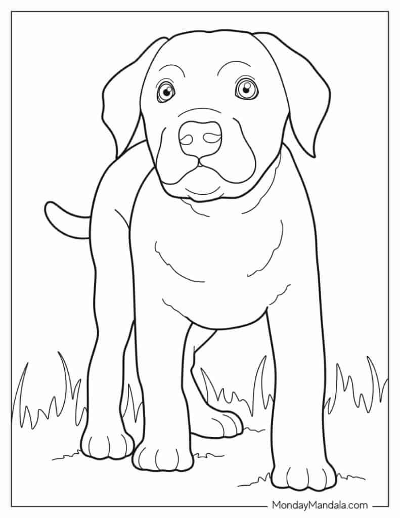 32 Rottweiler Coloring Pages Printable 13