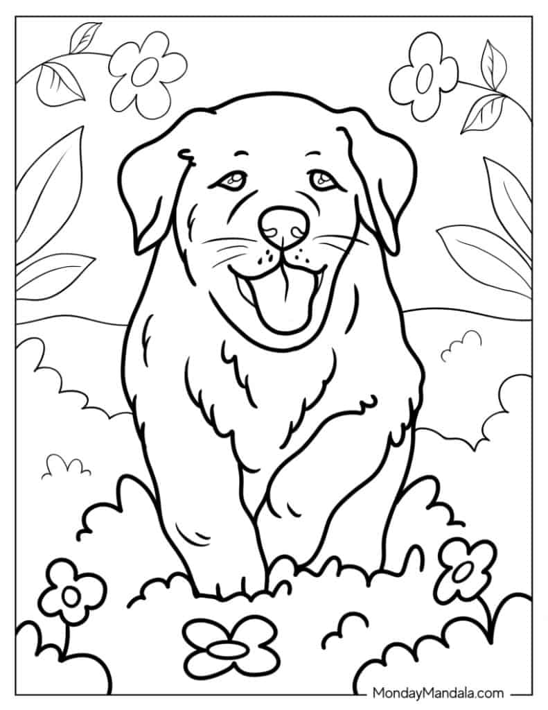 32 Rottweiler Coloring Pages Printable 17