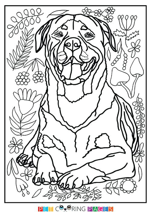 32 Rottweiler Coloring Pages Printable 19