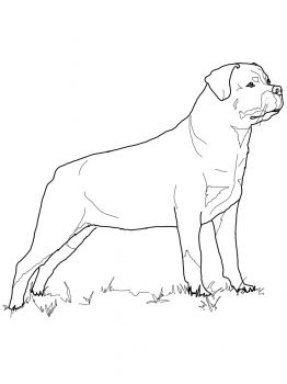 32 Rottweiler Coloring Pages Printable 22