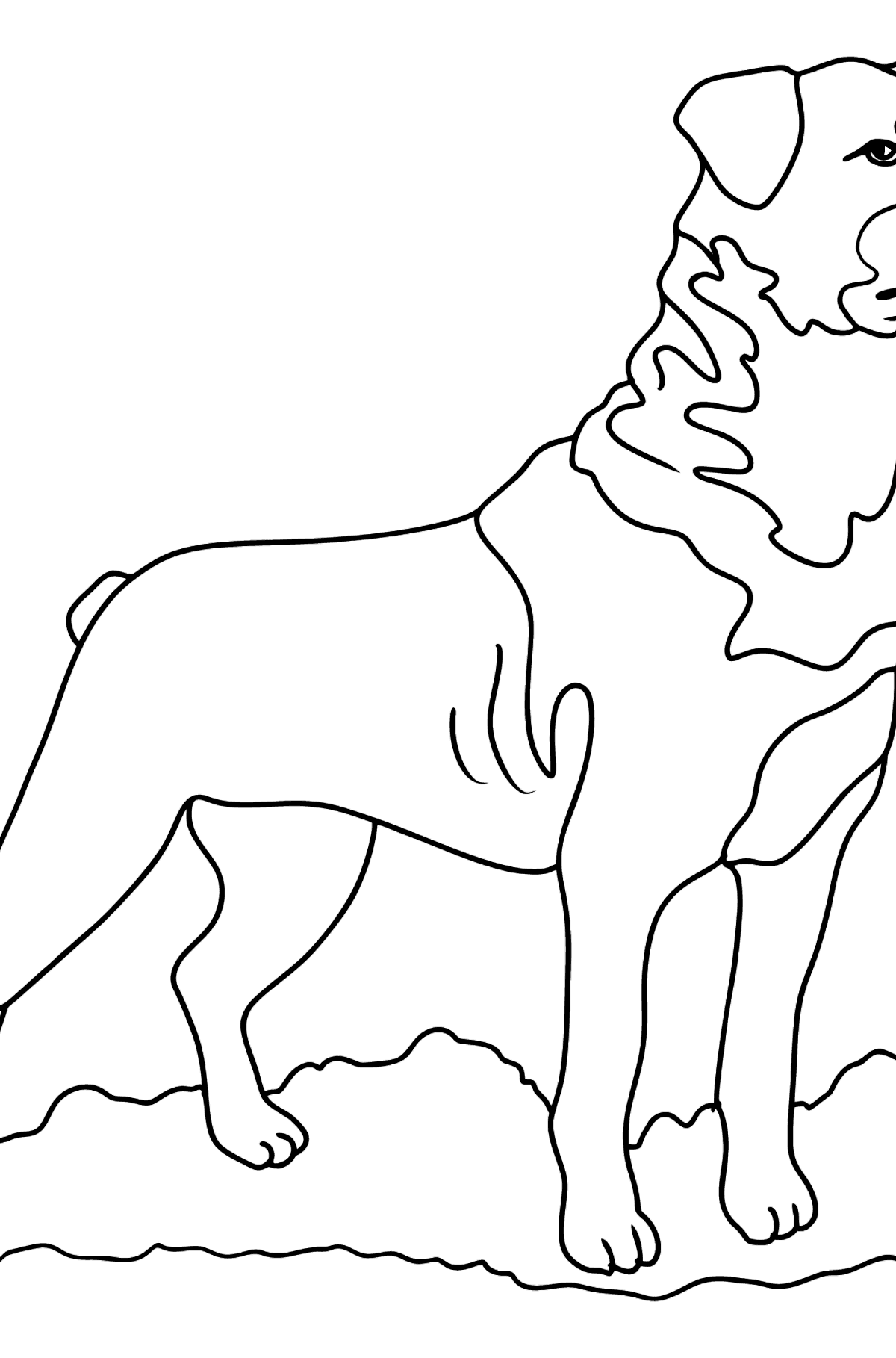 32 Rottweiler Coloring Pages Printable 23