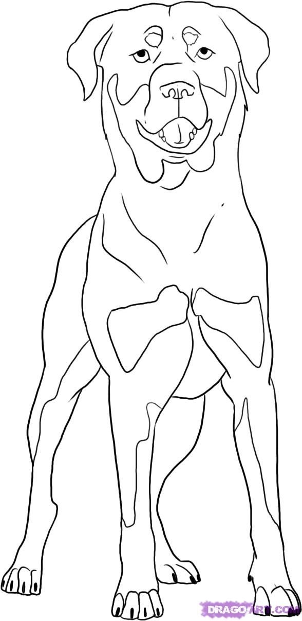 32 Rottweiler Coloring Pages Printable 31