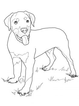 32 Rottweiler Coloring Pages Printable 35