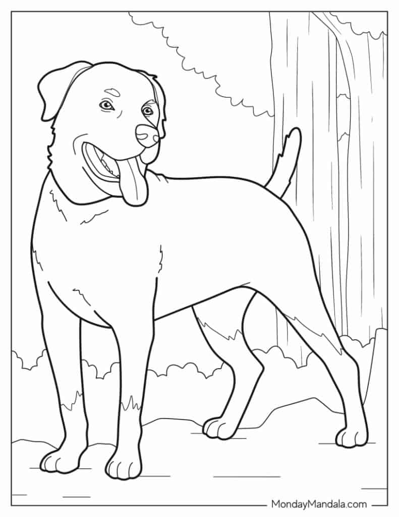 32 Rottweiler Coloring Pages Printable 9