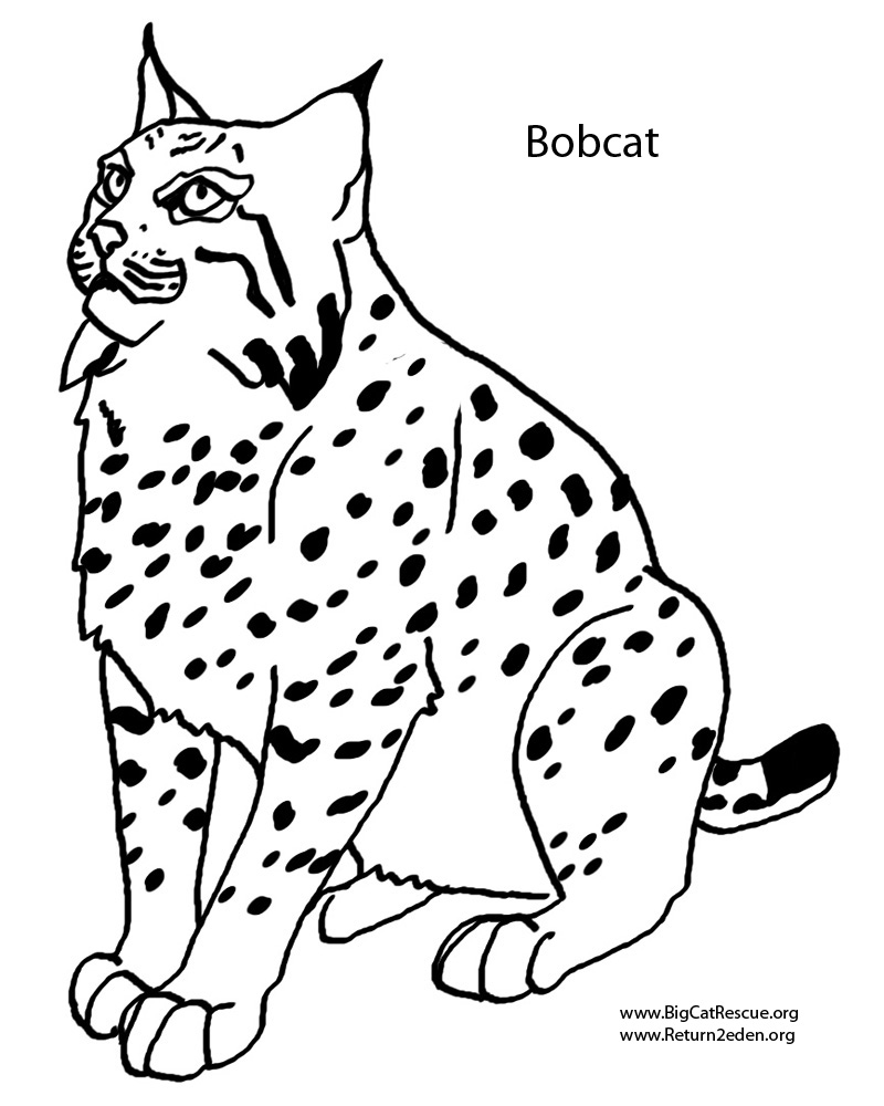 99 Bobcats Coloring Pages Printable 1