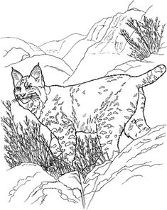 99 Bobcats Coloring Pages Printable 16