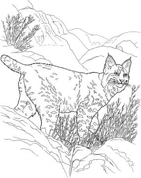 99 Bobcats Coloring Pages Printable 20