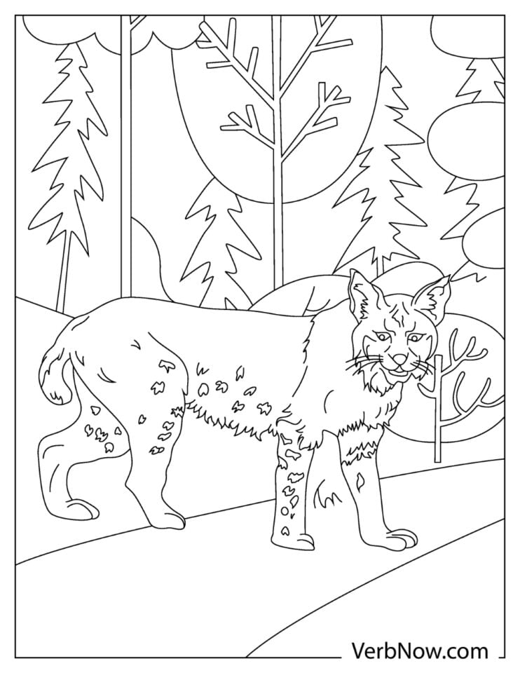 99 Bobcats Coloring Pages Printable 25