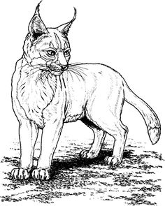 99 Bobcats Coloring Pages Printable 34