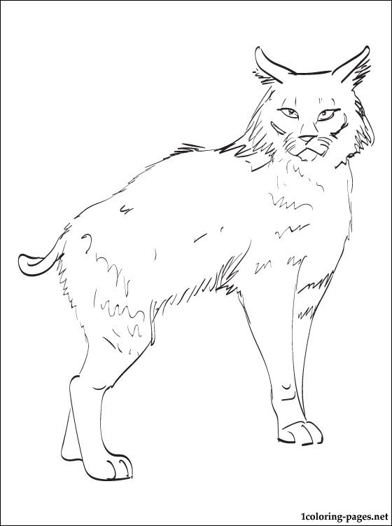 99 Bobcats Coloring Pages Printable 36