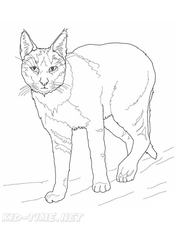 99 Bobcats Coloring Pages Printable 38