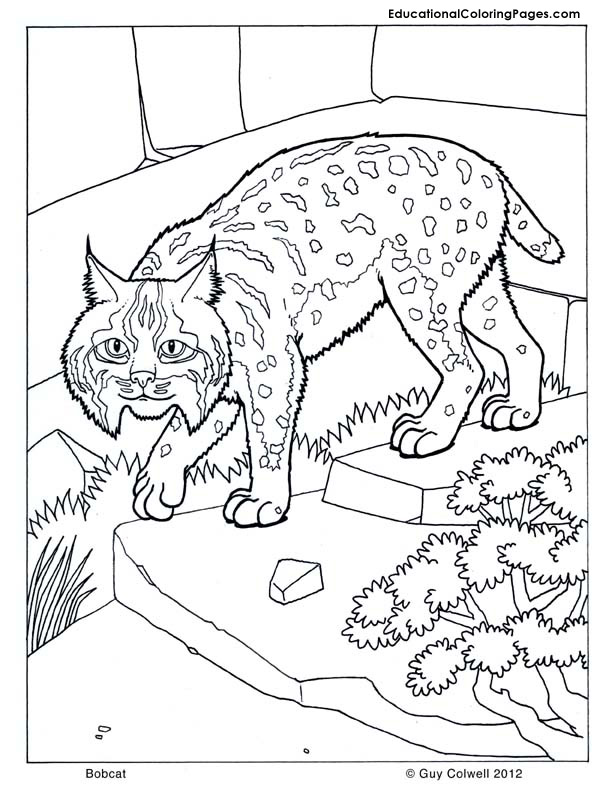 99 Bobcats Coloring Pages Printable 4