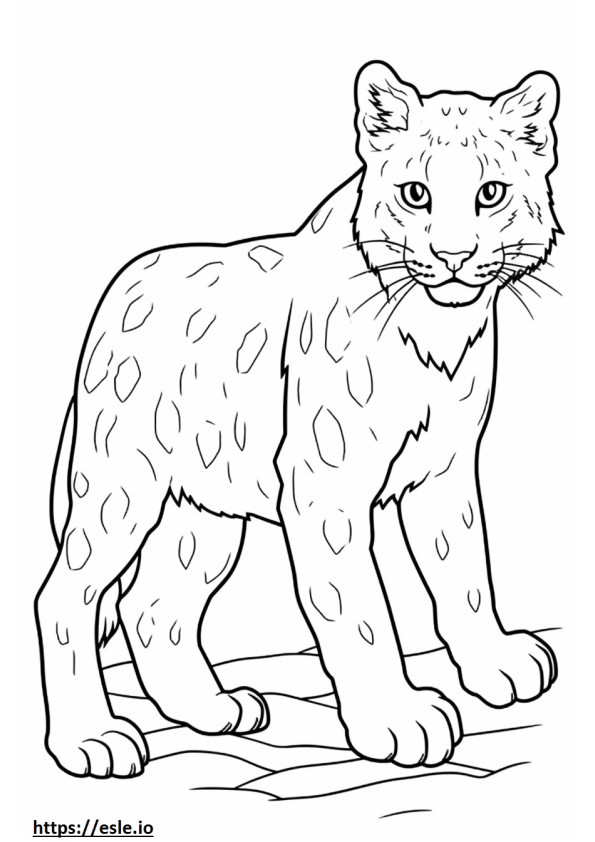 99 Bobcats Coloring Pages Printable 51