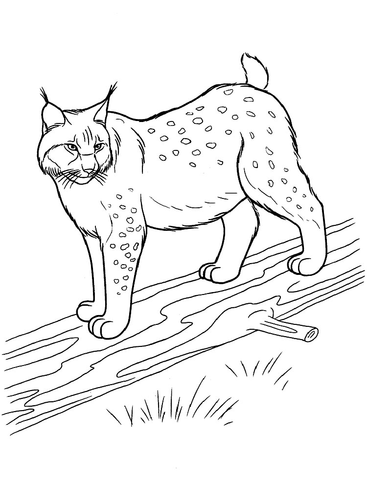 99 Bobcats Coloring Pages Printable 56