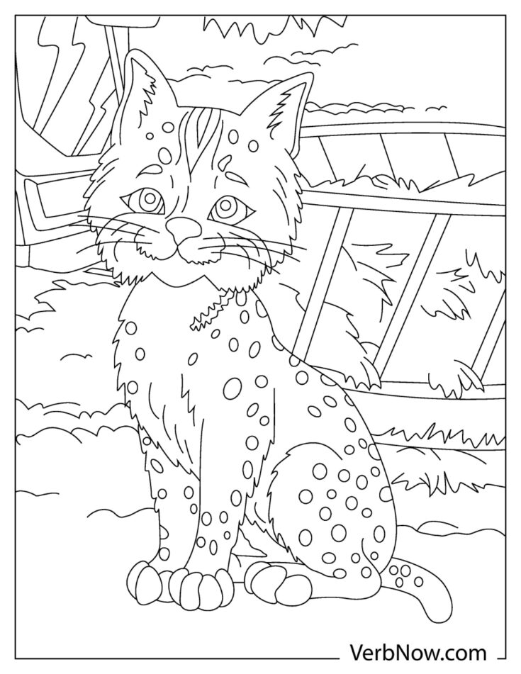 99 Bobcats Coloring Pages Printable 57