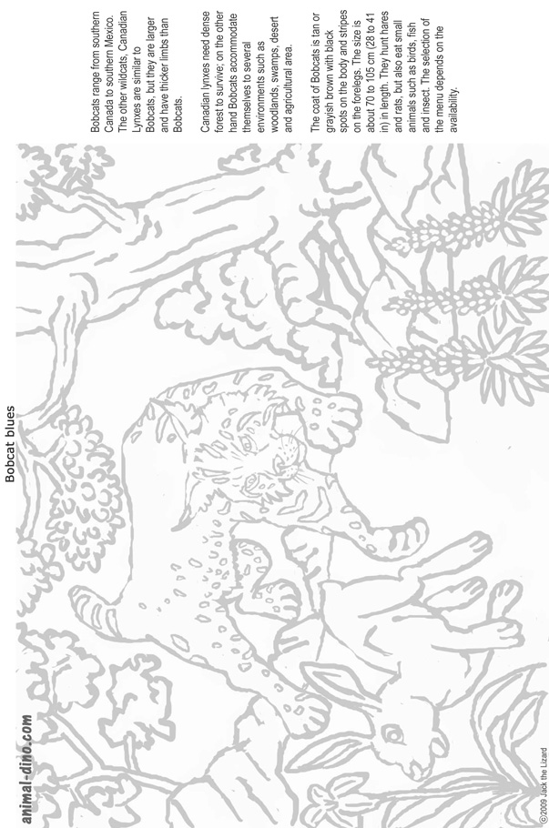 99 Bobcats Coloring Pages Printable 64