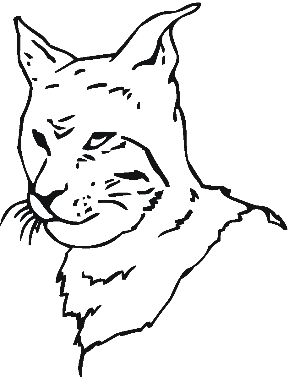 99 Bobcats Coloring Pages Printable 7