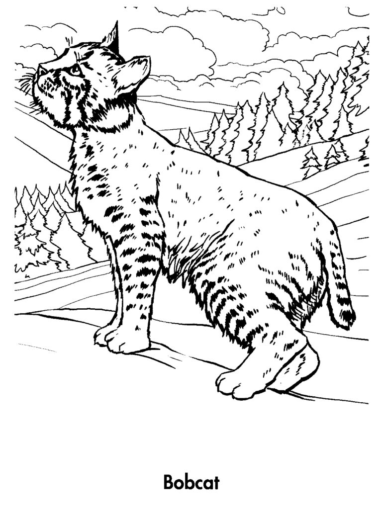 99 Bobcats Coloring Pages Printable 75