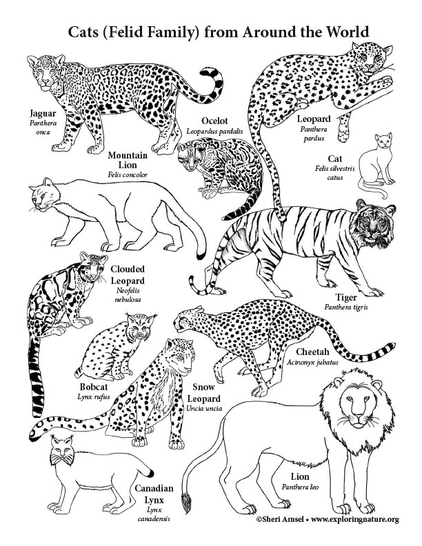 99 Bobcats Coloring Pages Printable 77