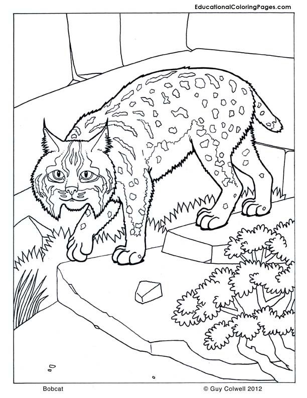 99 Bobcats Coloring Pages Printable 81