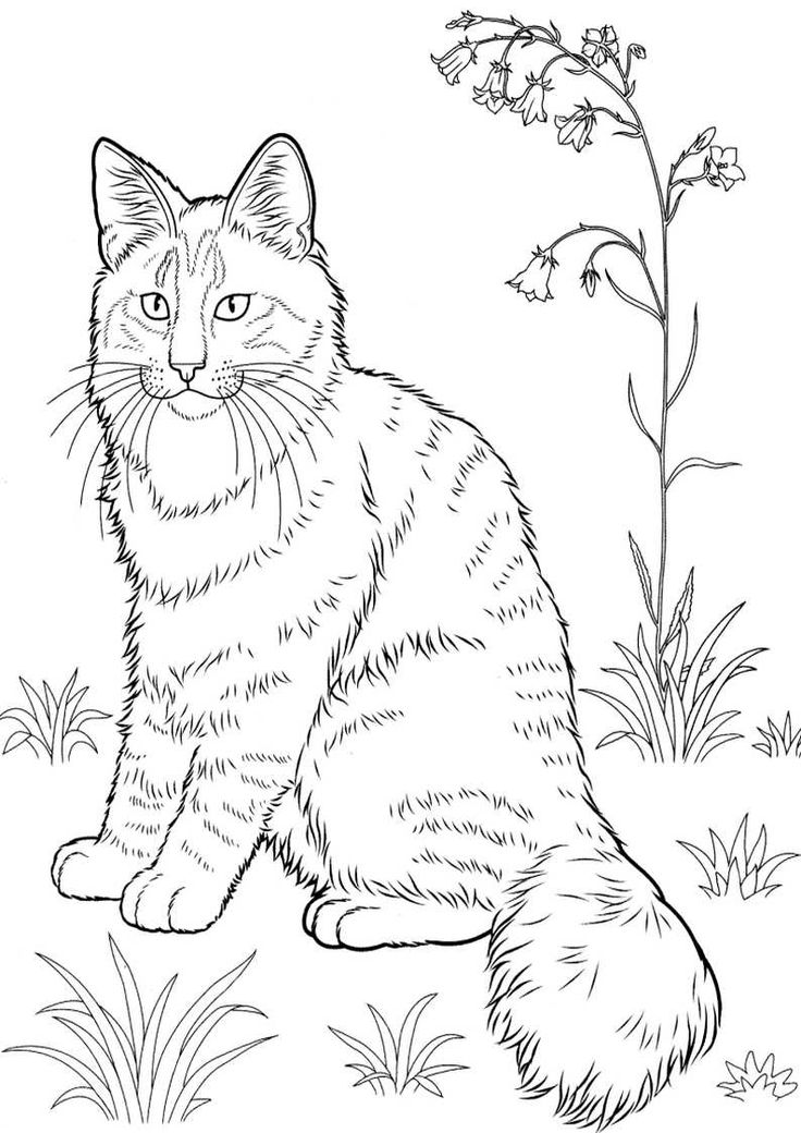 37 Kitty Cat Coloring Pages Free Printable 17