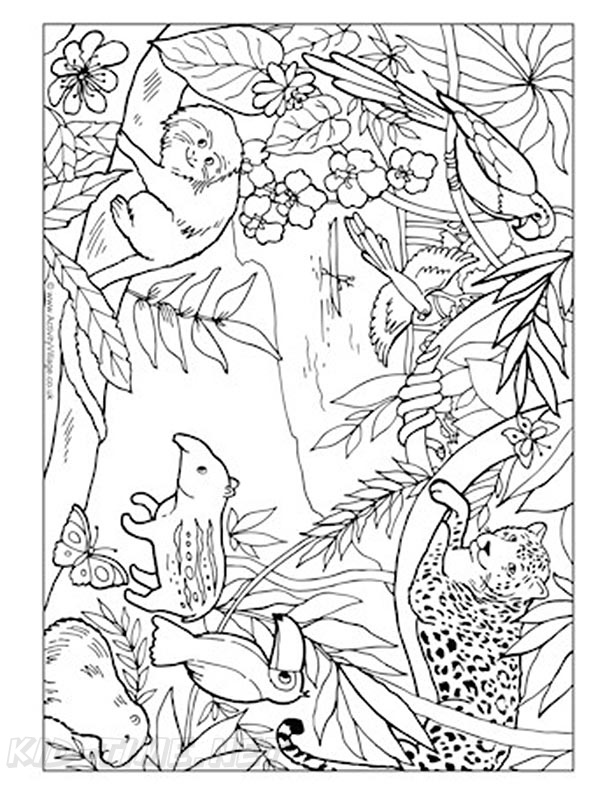 10 Rain Forest Animal Coloring Pages 2