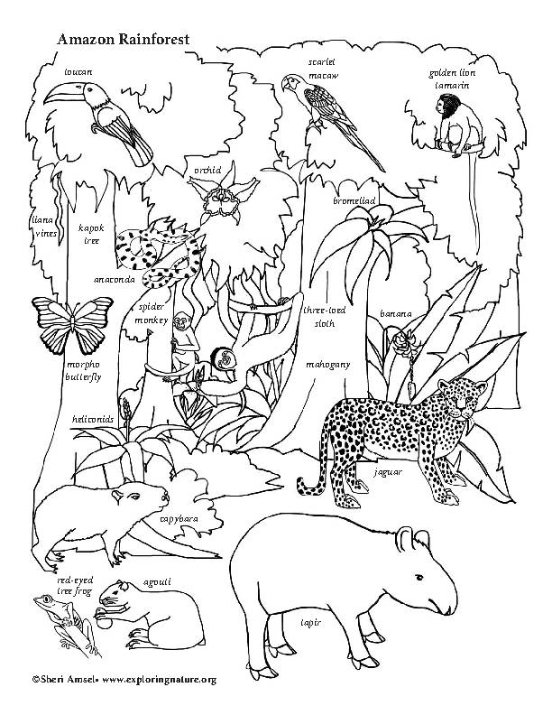 10 Rain Forest Animal Coloring Pages 4