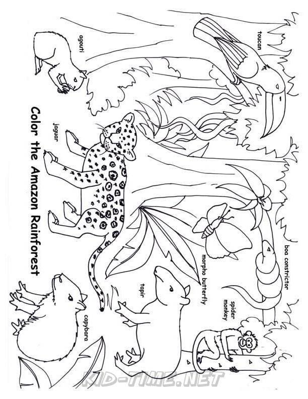 10 Rain Forest Animal Coloring Pages 9