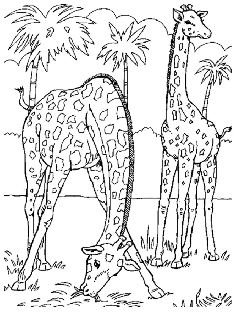 10 Zoo Animal Coloring Pages Free Printable Safari 8