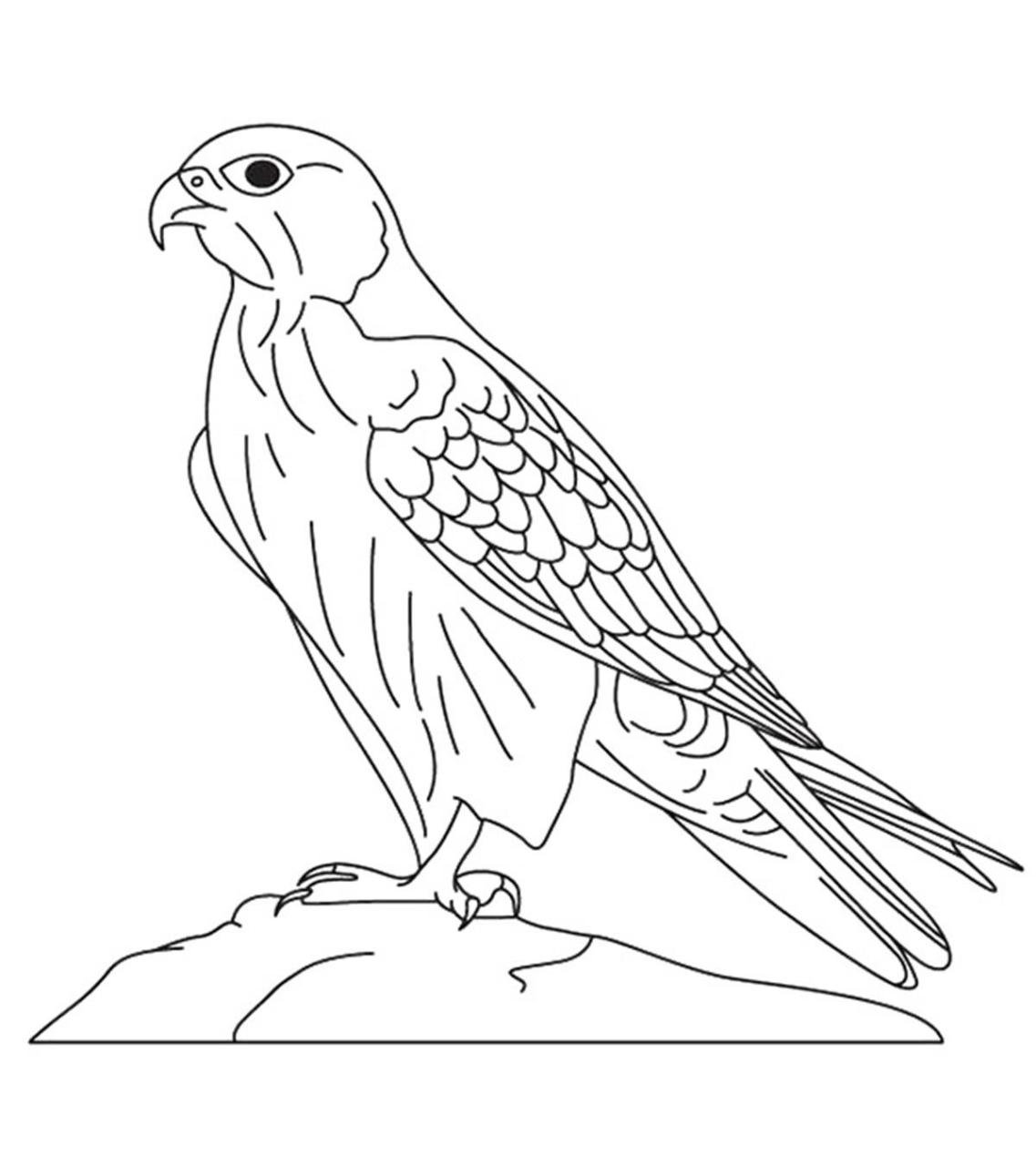 10 Exciting Falcon Coloring Pages for Bird Lovers