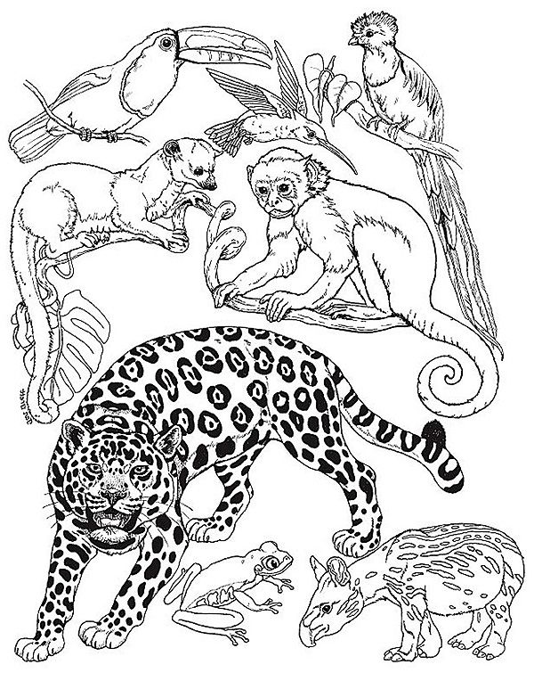 10 Rainforest Animal Coloring Pages for Kids and Adults