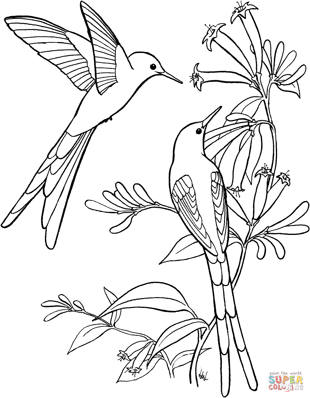 50+ Free Hummingbird Adult Coloring Pages for Adult