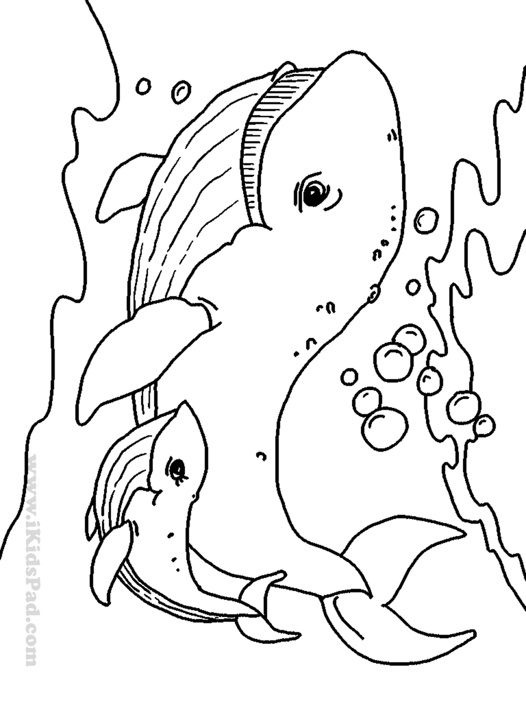 45+ Best of Cute Animal Coloring Pages For Kids Ocean Sheets Printables