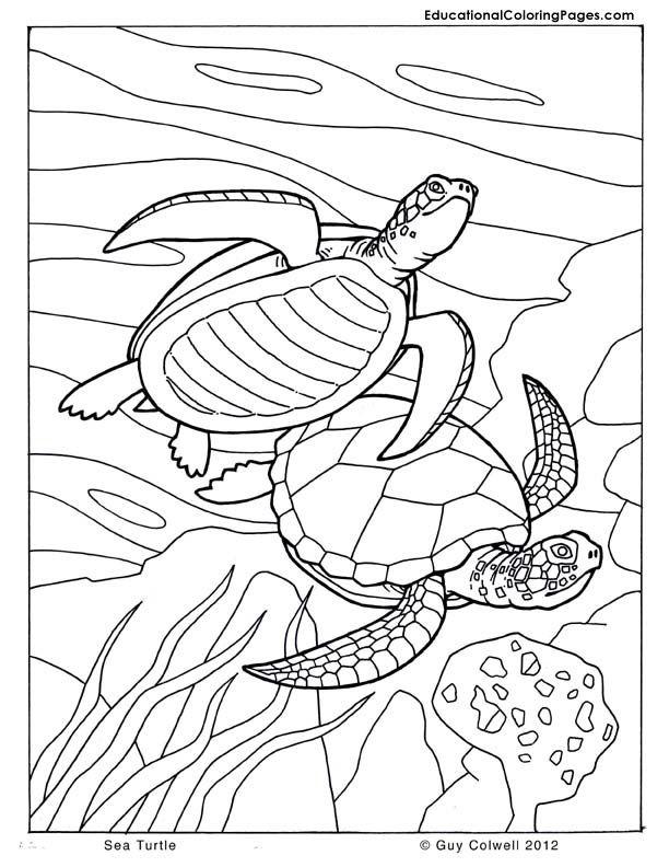 47+ Printable Cute Animal Coloring Pages For Kids Ocean Free Printable