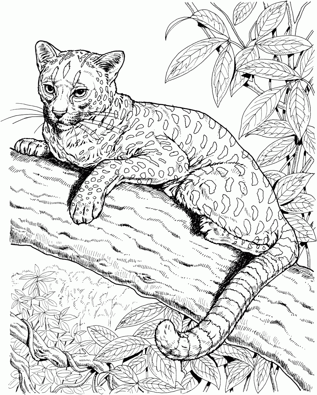 10 Realistic Wild Animal Coloring Pages to Unleash Your Inner Artist