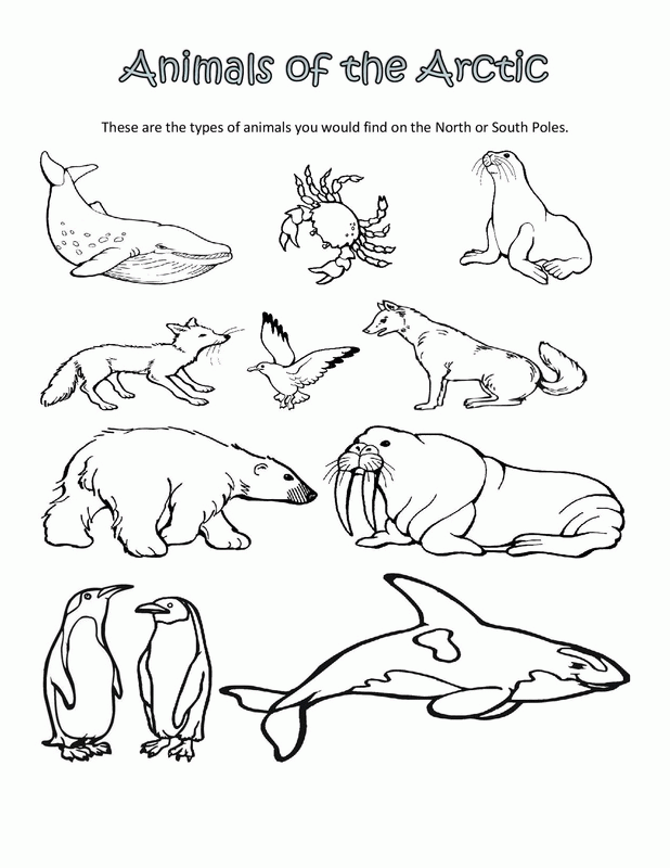 10 Arctic Animal Coloring: Unleash Your Creativity in the Frozen North