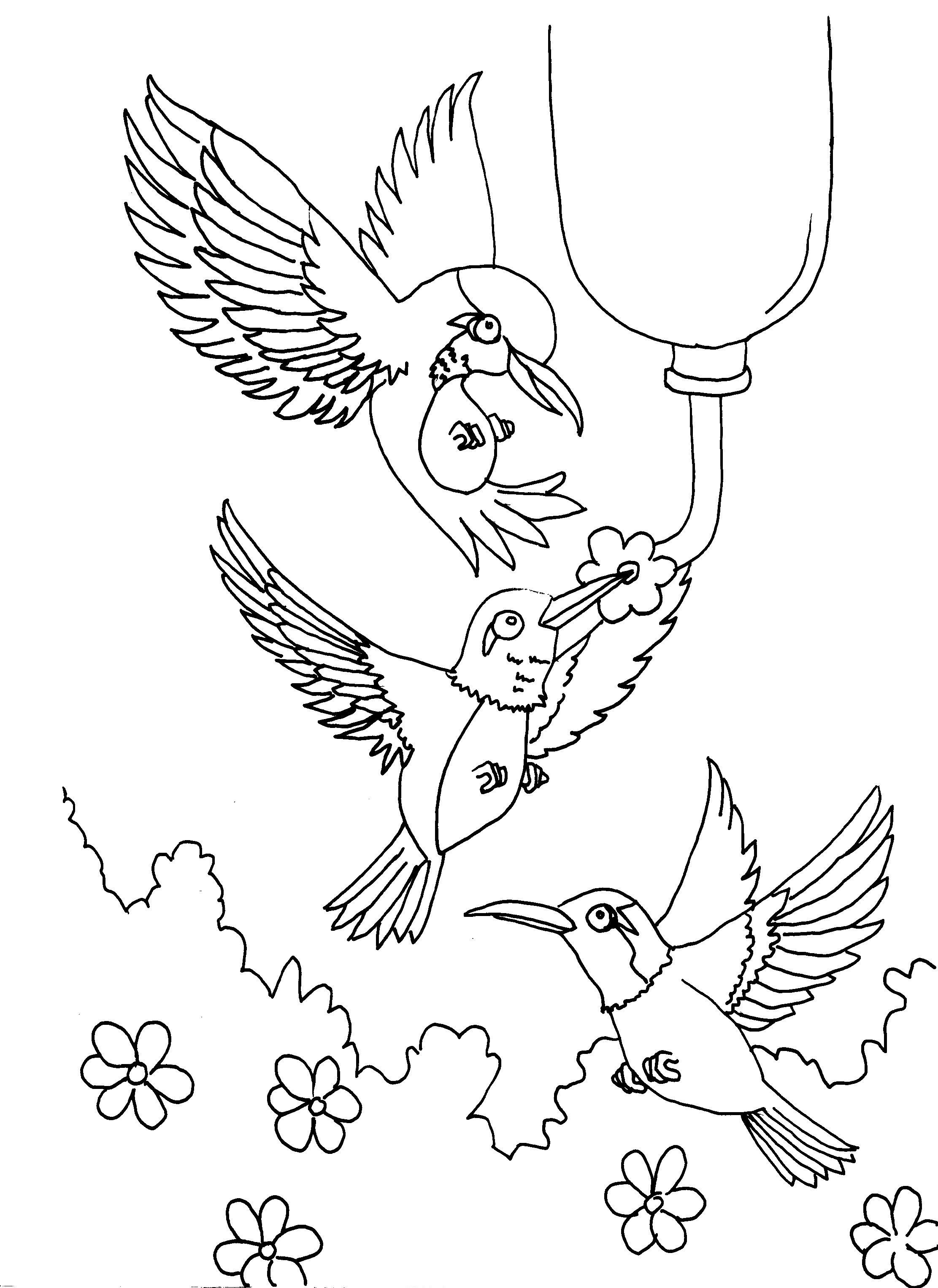 40+ Download Hummingbird Adult Coloring Pages Free Printable