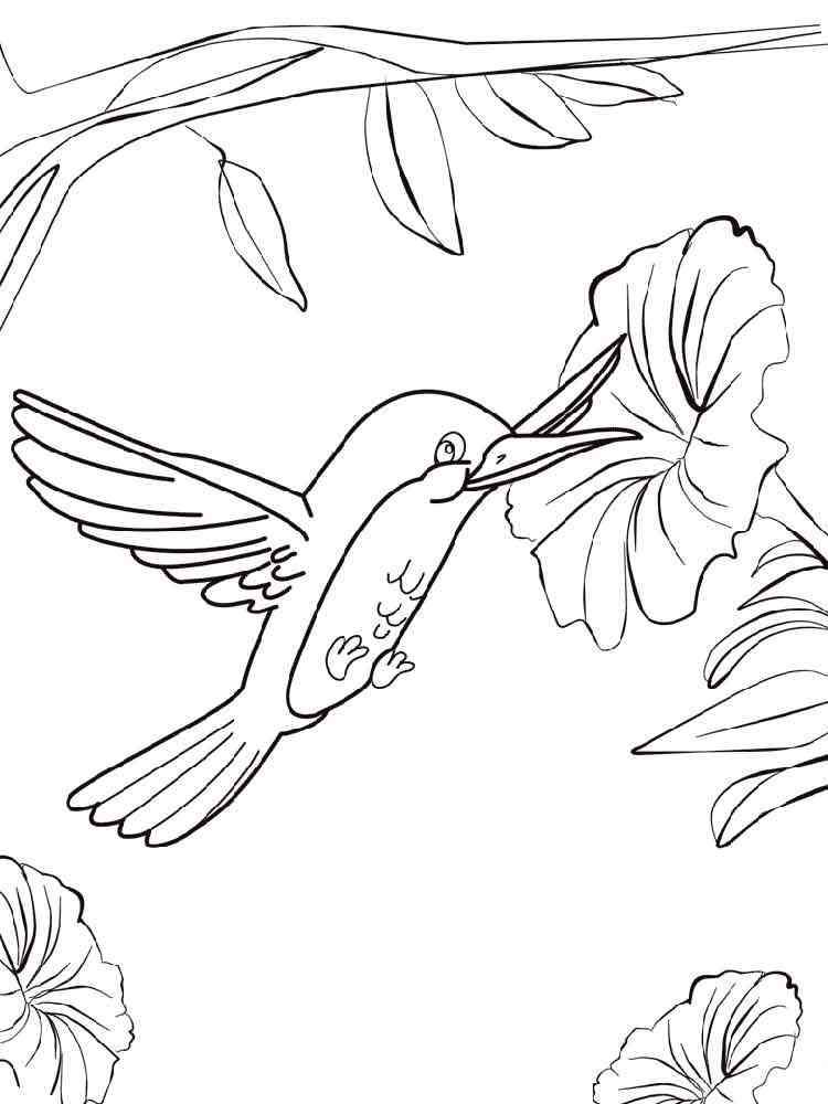 37+ Best of Hummingbird Adult Coloring Pages Sheets Printables