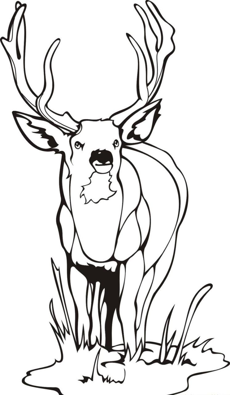 10 Beautiful Deer Coloring Pages for a Serene Coloring Experience