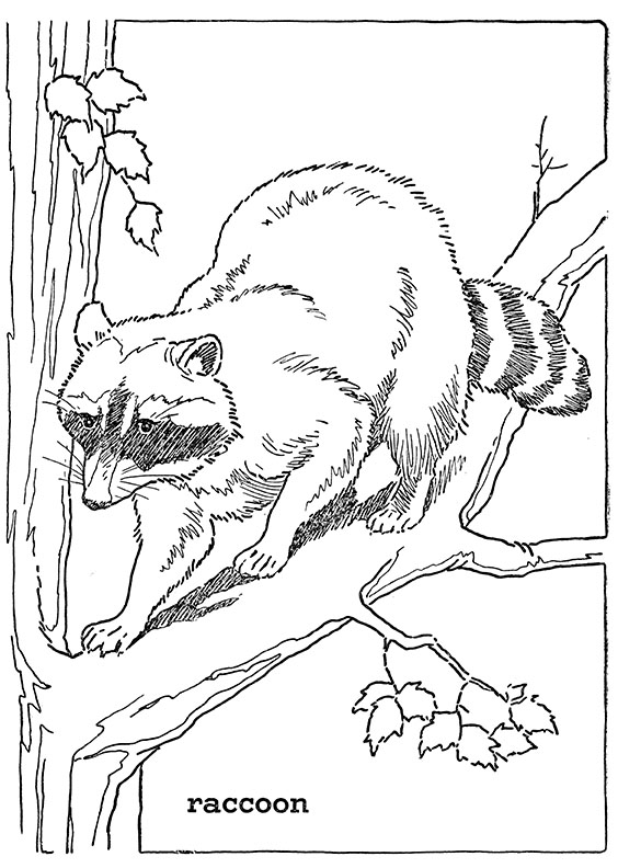 10 Forest Animal Coloring Sheets: Unleash Your Inner Artist and Explore the Wonders of Nature