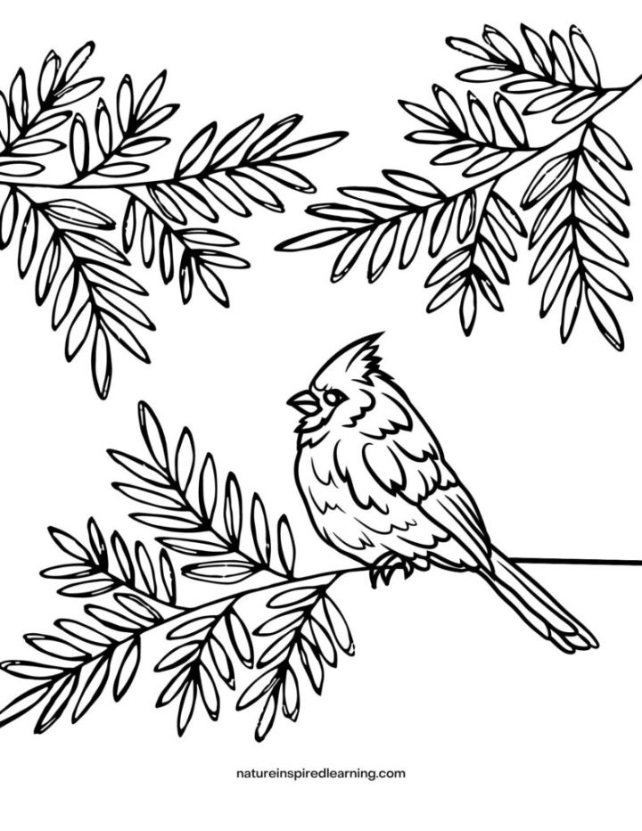 10 Bird Coloring Book Pages for All Ages: Unleash Your Inner Artist