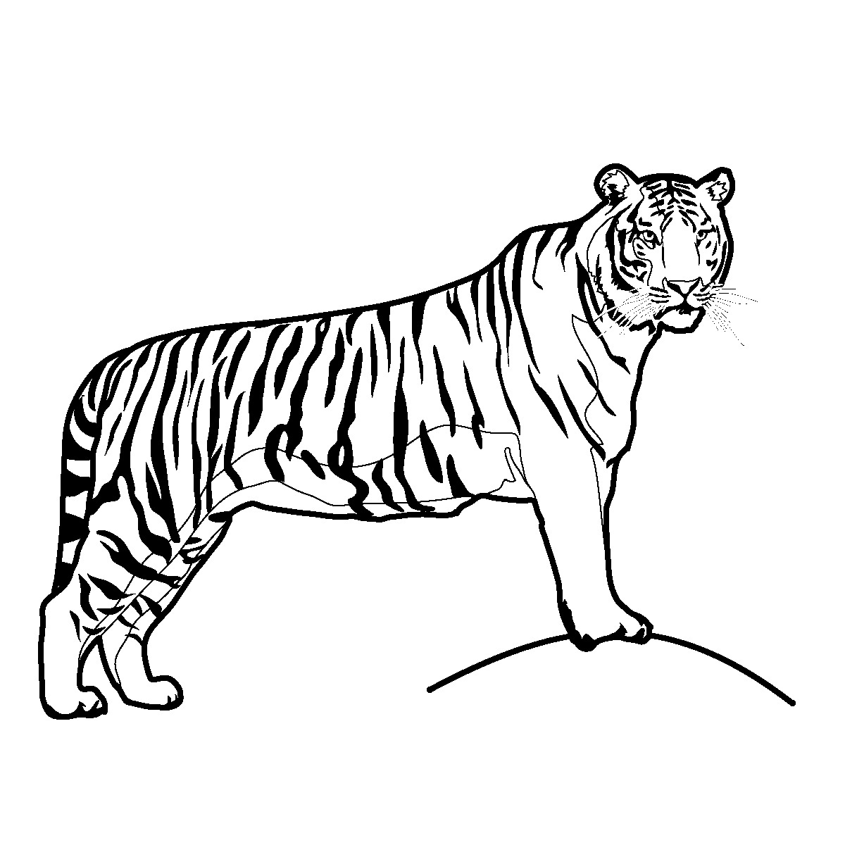 10 Fierce Tiger Coloring Pages for Animal Fans