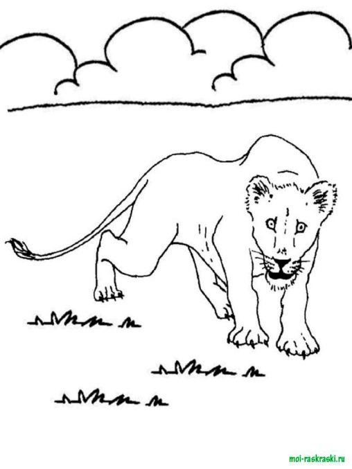 42+ Unique Free Wild Animal Coloring Pages PDF Printable