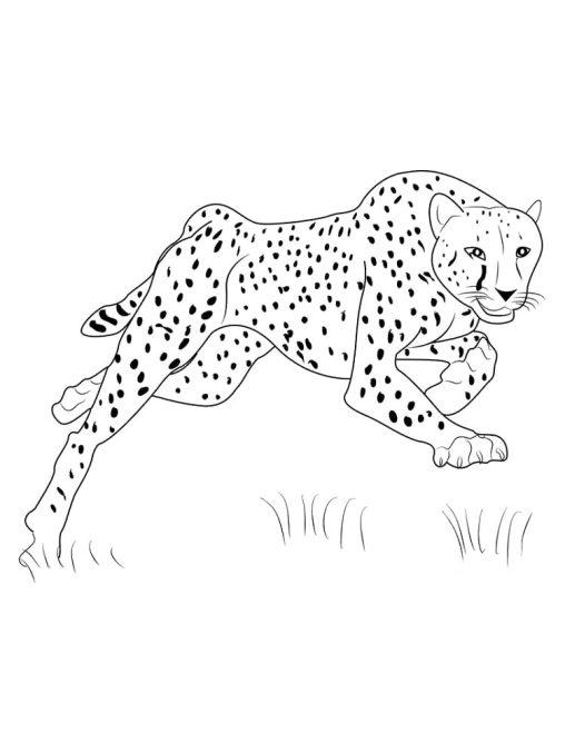 45+ Unique Free Wild Animal Coloring Pages Book Pages