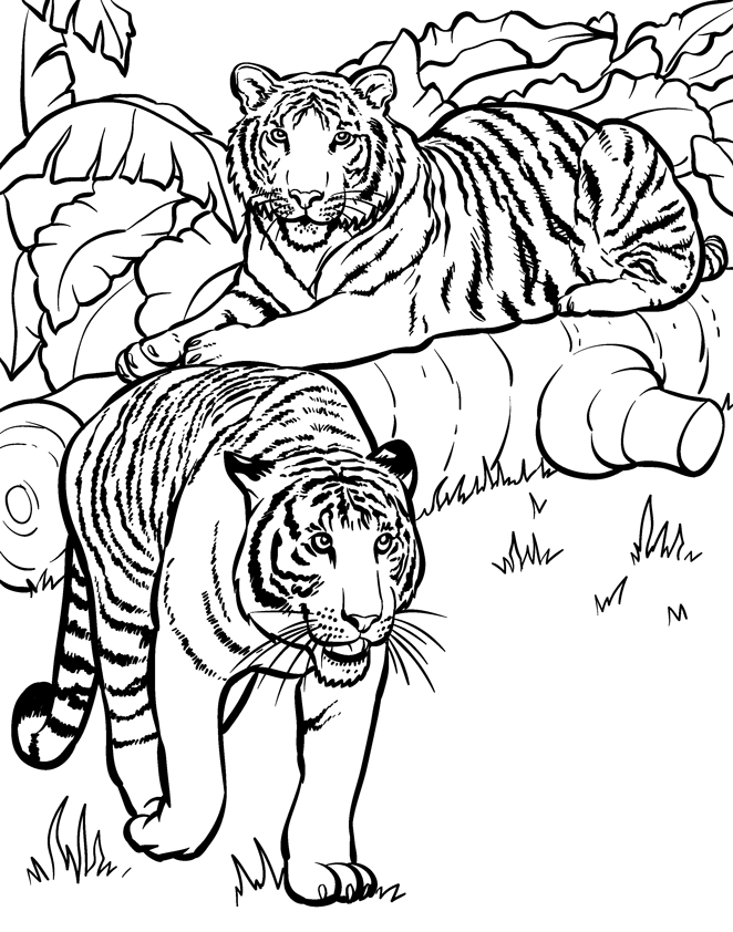 43+ Download Animal Coloring Pages Free Printable For Kids Sketch