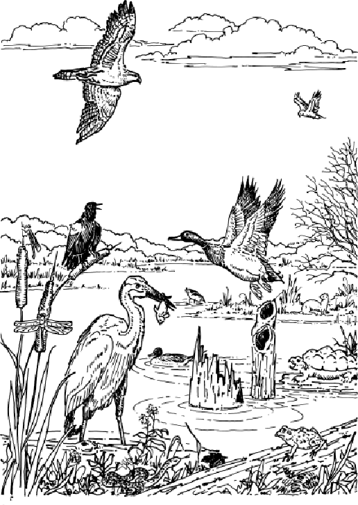 10 Swamp Animal Coloring Pages for Nature Lovers: Unleash Your Creativity in the Wild