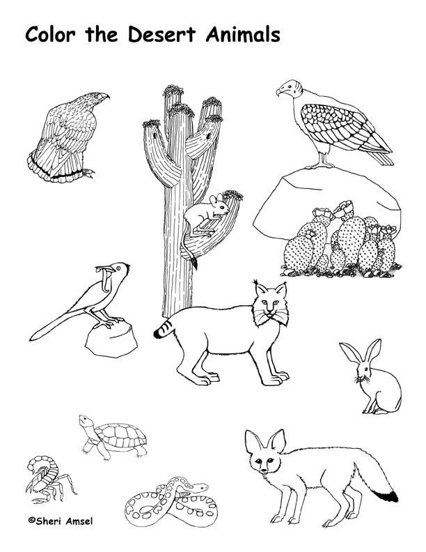 10 Desert Animal Coloring Pages to Unleash Your Inner Artist