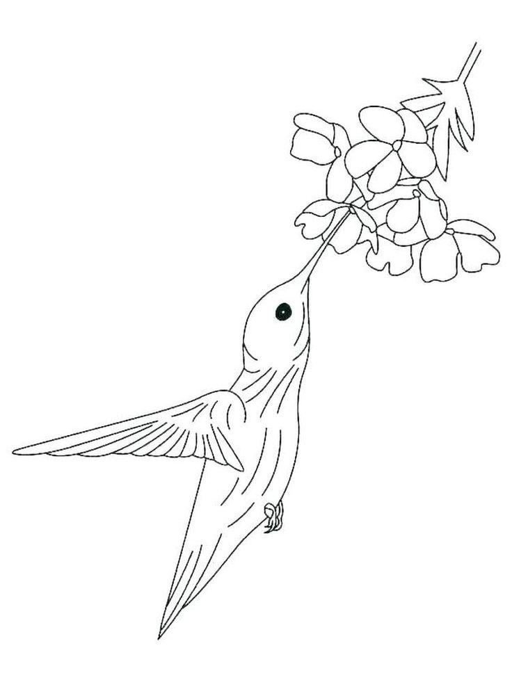 50+ Printable Hummingbird Adult Coloring Pages Line Art