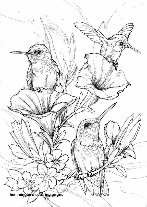 34+ Best of Hummingbird Adult Coloring Pages for Kids