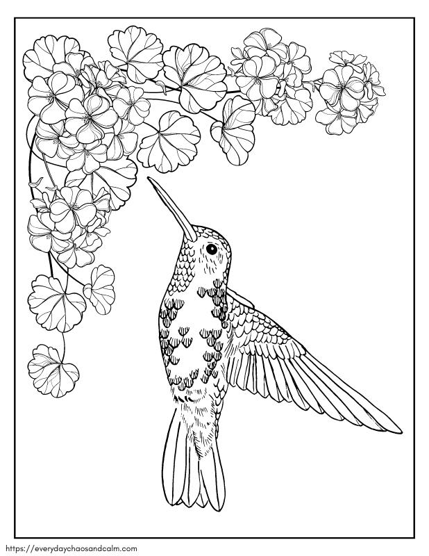 30+ Free Hummingbird Adult Coloring Pages Sheets Printables